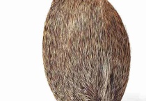 名贵中药麝香市场价格多少钱一克？天然和人工有何区别？