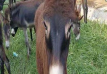 养驴的利润与成本 有哪些优势