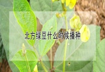 北方绿豆什么时候播种