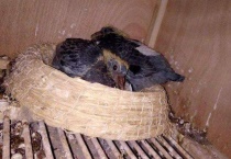 幼鸽出壳鸽喂什么粮食