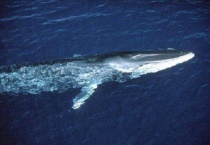 座头鲸怎么迁徙