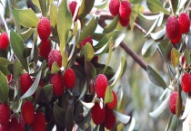 杨梅是落叶还是常绿植物 怎么种植