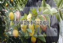 柿子树苗冬季可以栽植吗？