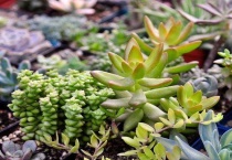 景天多肉植物怎么养