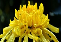 秋菊的开花时间 菊花有什么价值