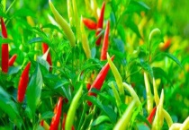 冬季大棚辣椒育苗技术