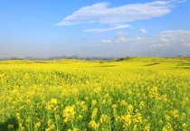 油菜花有几片花瓣