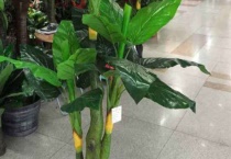 绿公主和金钻的区别？