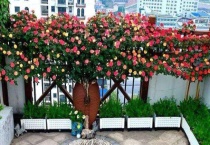 月季变色龙与藤彩虹的区别？