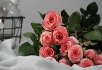 粉色玫瑰叫什么名字