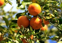 桔子树如何催芽