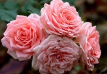 茶花地栽几乎不长怎么办？