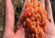 春季钓鲫鱼饵料味型和配方大全 附鲫鱼的摄食习性