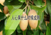 人心果什么时候成熟