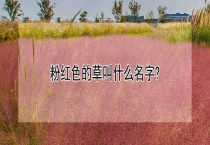 粉红色的草叫什么名字？