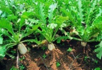 萝卜生长期间要摘叶子吗？