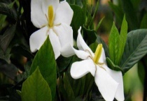 栀子花和狗牙花的区别？