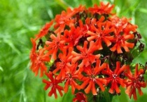 剪秋罗花语是什么？