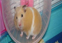 金丝熊吃什么 附养殖注意事项