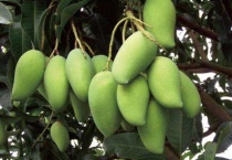 芒果长在树上还是地上