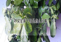 叶尖发黄干枯是怎么回事