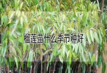 榴莲苗什么季节种好