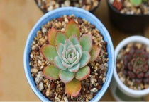 将军柱怎样繁殖