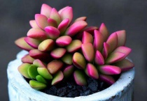 多肉老桩的杆子萎缩了怎么办？