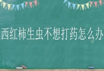 西红柿生虫不想打药怎么办？