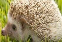 刺猬有什么天敌 刺猬有什么特征
