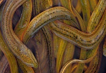 冬季诱捕黄鳝的方法 主要有两种多久？