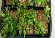 植物施肥过多怎么应对 附施肥注意事项