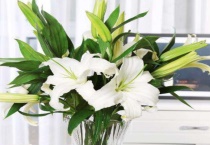 水养百合怎么养时间比较久