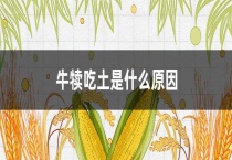 牛犊吃土是什么原因？