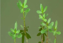 空心莲子草的防治方法 附危害特征