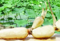 藕是哪种植物的茎