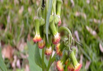 靠风传播种子的花有哪些 附植物传播种子的其他多久？