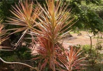 千年木叶子下垂是什么原因？