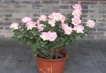 月季盆栽场地如何选择