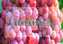 葡萄树的春季管理多久？
