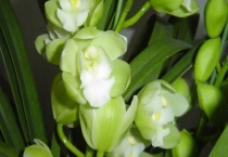 大花蕙兰和蝴蝶兰区别？