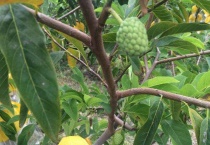 台湾水果有哪些？