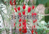 圣女果不坐果的原因？
