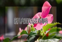 新几内亚凤仙花有毒吗？