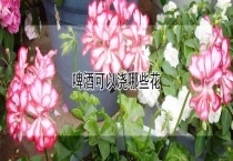 啤酒可以浇哪些花