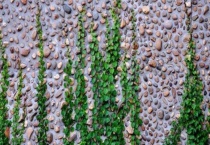 爬山虎种子长什么样