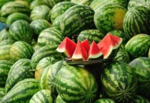 西瓜五月份种迟吗？