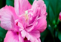 木槿和芙蓉花的区别？