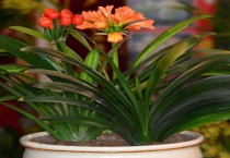 君子兰用多大的盆合适