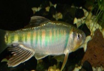 白条鱼吃什么食物？钓白条鱼的经典漂相有哪些？